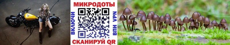 купить наркотик  Азнакаево  Галлюциногенные грибы MAGIC MUSHROOMS 